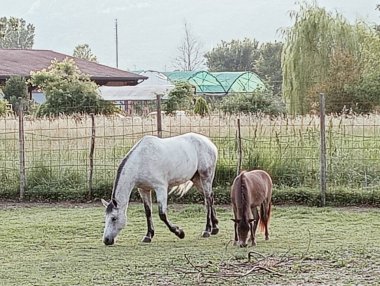 Alanını otlatma at sürüsü