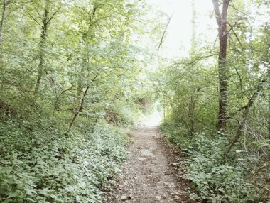 Sabah Orman yolundaki