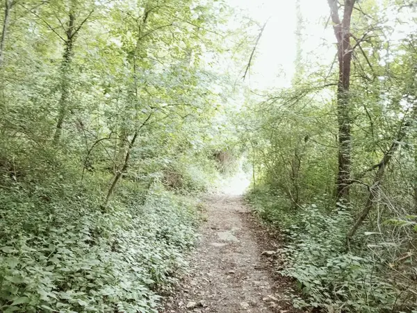 Sabah Orman yolundaki