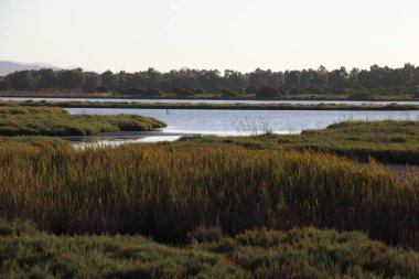 Grosseto ili Orbetello Lagoon 'un manzarası. WWF koruma alanı, Toskana, İtalya
