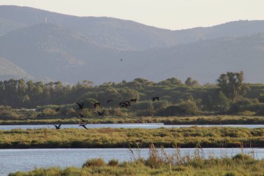 Grosseto ili Orbetello Lagoon 'un manzarası. WWF koruma alanı, Toskana, İtalya