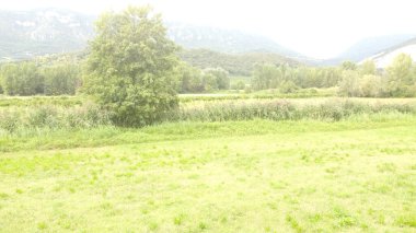 Parkta yeşil çimenler