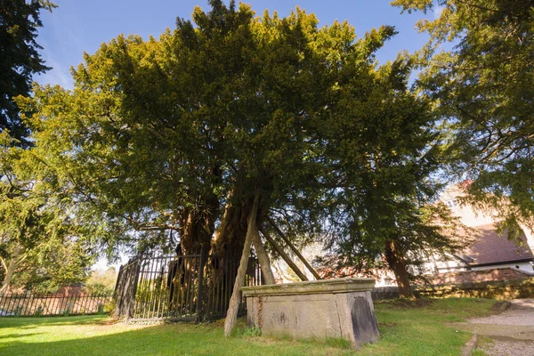 Ancient Yew Tree Thought 1500 2000 Years Old One Seven Imágenes De Stock Sin Royalties Gratis