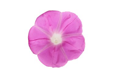  flower of Japanese morning glory on a white background