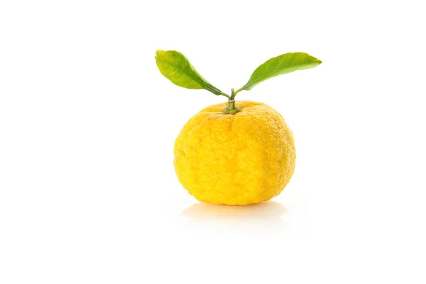Yuzu Fruits Isolated White Background — Stock Photo, Image