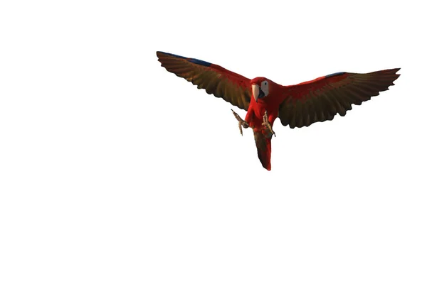 Een Ara Papegaai Vliegende Geïsoleerde Witte Achtergrond — Stockfoto