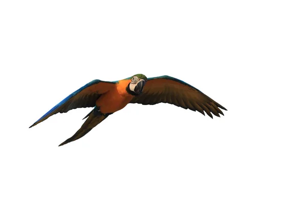 Macaw Papegoja Flyger Isolerad Vit Bakgrund — Stockfoto