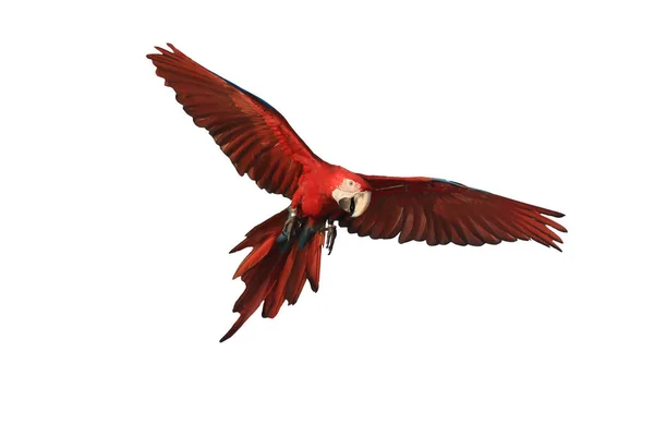 Jeden Papoušek Macaw Roztahuje Křídla Létání Izolované Bílé Pozadí — Stock fotografie