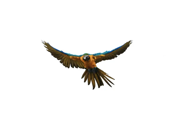 Macaw Papegoja Sprider Vingar Flyger Isolerad Vit Bakgrund — Stockfoto