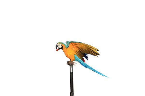 Jeden Papoušek Macaw Stojící Bidýlku Izolované Bílé Pozadí — Stock fotografie