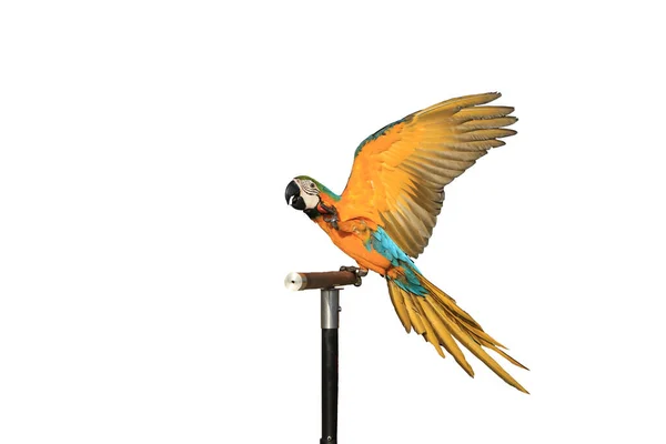 떨어진 위에서 금강앵무 앵무새 — 스톡 사진