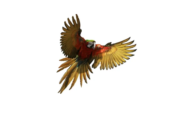 Один Макаронний Папуга Розлогі Крила Літають Ізольований Білий Фон — стокове фото