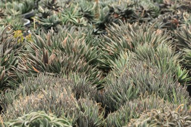 Renkli ve desenli süslemeli bitkilerle yaklaş..