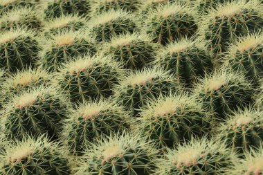 Dikenli kaktüsler çok güzel dizilmiş.