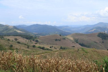 Tayland 'ın kırsal kesiminde pirinç tarlası manzarası.
