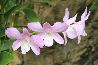Bu sabah orkideler çok güzel çiçek açıyor..