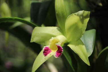 Orkideler güzel çiçek açıyor..