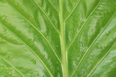 Turistler gün doğumunu izlemek için çayırlarda yürürler..