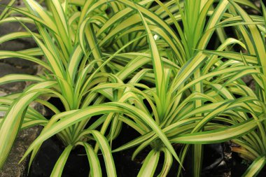 Yeşil ve sarı desenli uğurlu ağaç arkaplanı