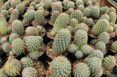 Keskin dikenli kaktüse yakın plan..