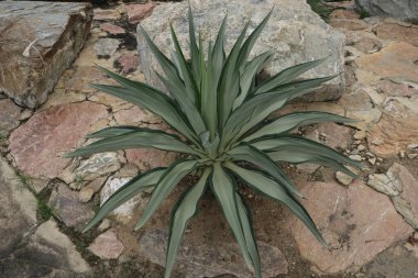 Yeşil yapraklı ağaç arkaplanı