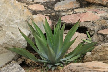 Yeşil yapraklı ağaç arkaplanı