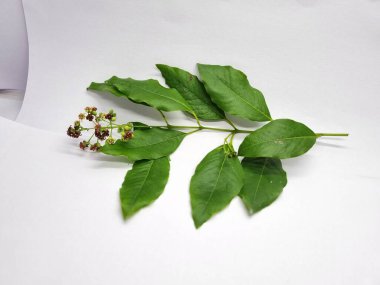 Santalaceae ailesinden Green Leaves, Stem, and Red Star-Shaped Flowers, Chandana Tree, Set Against a White Background