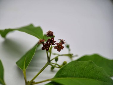 Isolated Image of Sandalwood Plant (Santalum album) with Green Leaves, Stem, and Red Star-Shaped Flowers, Known as Chandana Tree from the Santalaceae Family, Set Against a White Background clipart