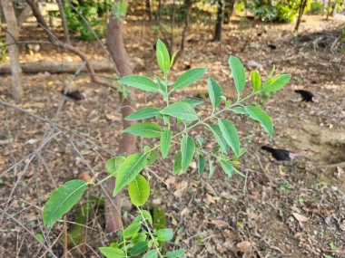 Branches and Stems of Santalum Album (Sandalwood Plant) with Green Leaves and Small Stems, Commonly Known as Chandana Plant, Showcasing Its Natural Structure and Foliage clipart