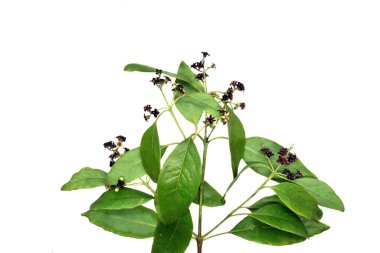 Santalaceae ailesinden Green Leaves, Stem, and Red Star-Shaped Flowers, Chandana Tree, Set Against a White Background