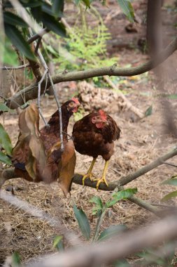 İki Kahverengi Tavuk Dinleniyor, Tünetiyor ve Arka Bahçe Bahçesi 'ndeki bir Mango Ağacı dalında Konforlu Tüneme