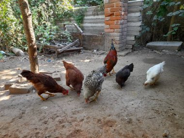 Mutlu Tavuklar Avluda Özgürce Arıyor ve Keşfediyor Doğal Doğanın tadını çıkarıyor