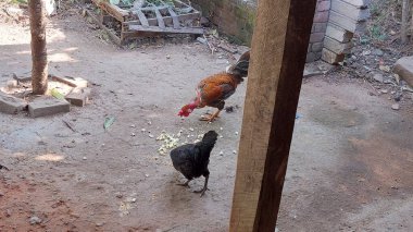 Backyard Chickens Happily Pecking Popcorn on the Ground, Enjoying a Fun and Natural Free-Range Feeding Experience clipart