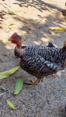 Diğer Tavuk Sürüleri tarafından çevrelenmiş, Yeşil Yaprakları yere saçılmış, Bir Arka Bahçede Bekleyen Çıplak Boyun Parmaklıklı Tavuk