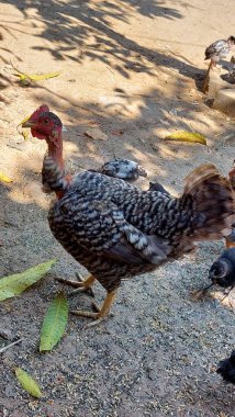Diğer Tavuk Sürüleri tarafından çevrelenmiş, Yeşil Yaprakları yere saçılmış, Bir Arka Bahçede Bekleyen Çıplak Boyun Parmaklıklı Tavuk