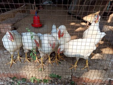 Bir grup Leghorn Tavuğu, Horoz ve Tavukçular, Hırdavatçı Kuaförlü Tavuk Kümesi içinde büyüdü, Bir Kümes Hayvanının Elleri Tarafından Taze Yeşil Yaprakları Gagalamak