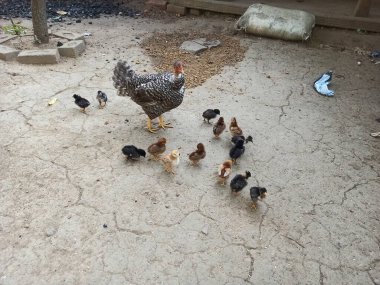 A Turken Chicken or Naked Neck Hen Free-Ranging and Guiding Her Baby Chicks to Forage for Food in the Soil Within a Natural Farmyard Setting clipart