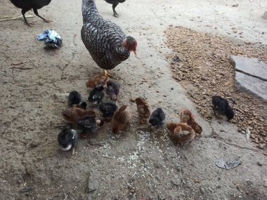 Çırılçıplak bir Çıplak Boyun Tavuğu, Yavru Yavrularına Doğal bir Tarım Bahçesi 'nde Beslenirken Toprakta Yiyecek Aramayı Öğretiyor.