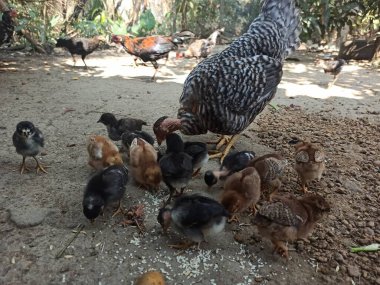 Bir Çırılçıplak Boyun (Turken Breed) Yavru Yavrularını Doğal Tarım Bahçesi 'nde Beslenirken Toprakta Beslenmeyi Arıyor ve Öğretiyor