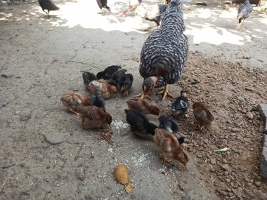 Bir Çırılçıplak Boyun (Turken Breed) Yavru Yavrularını Doğal Tarım Bahçesi 'nde Beslenirken Toprakta Beslenmeyi Arıyor ve Öğretiyor