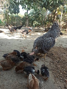 A Broody Naked Neck (Turken Breed) Hen Foraging and Teaching Her Baby Chicks to Search for Food in the Soil While Free-Ranging in a Natural Farmyard Environment clipart