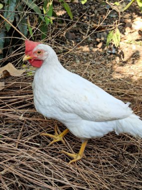 Leghorn Horozu Çeşitli Açılar 'dan Ele Geçirilirken Serbest ve Mutlu Bir Arka Bahçe Alanında Yaşıyor