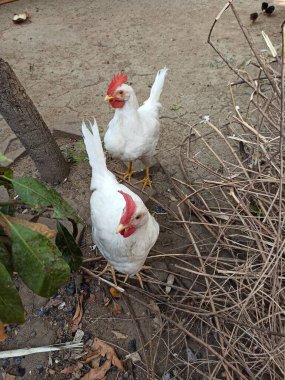 Leghorn Horozu Çeşitli Açılar 'dan Ele Geçirilirken Serbest ve Mutlu Bir Arka Bahçe Alanında Yaşıyor
