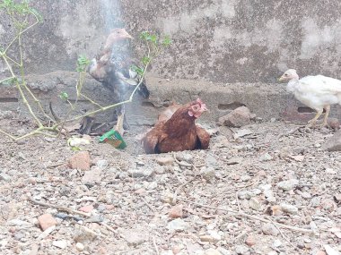 Bir Arka Bahçede Toz Banyosu Yapan Tavuklar, Temiz Tüyler İçin Doğal Bakım Davranışları ve Cilt Sağlığını Koruyun