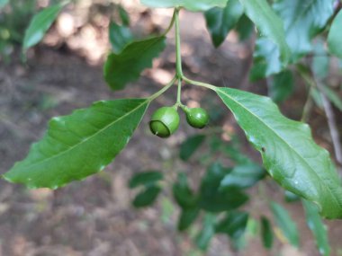 Sandalwood Plant Fruits (Santalum album) - Family Santalaceae, Small Branches with Green and Black Berry-Shaped Chandana Fruits, Bunch of Chandan Plant Fruits with Leaves in Background, Selectively Focused clipart