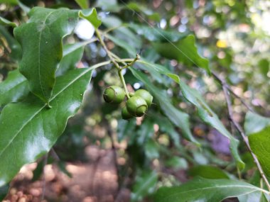 Sandalwood Plant Fruits (Santalum albümü) - Aile Santalaceae, Green ve Black Berry-Shaped Chandana Fruits ile Küçük Şubeler, Arkaplanda Yaprakları Olan Chandan Bitki Meyveleri, Seçici Odaklı