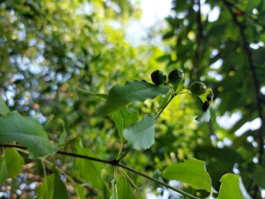 Sandalwood Plant Fruits (Santalum albümü) - Aile Santalaceae, Green ve Black Berry-Shaped Chandana Fruits ile Küçük Şubeler, Arkaplanda Yaprakları Olan Santalum Albüm Meyveleri, Seçici Odaklı