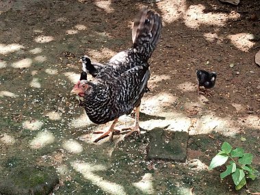 Yavrularına bakan kuluçkaya yatmış tavuklar, avluda avlanma ve yiyecek bulma becerileri öğretiyor.