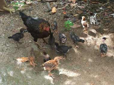 Broody Hens Caring for Their Baby Chicks, Teaching Foraging and Food-Finding Skills During Free-Range Backyard Living clipart