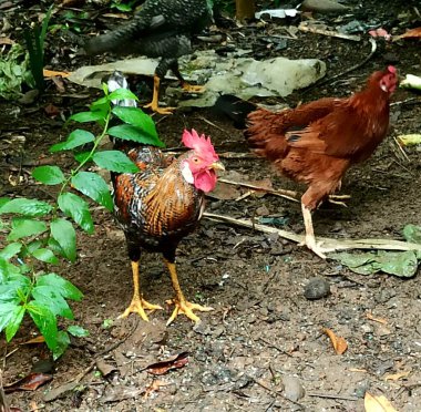 Çok Renkli Tüylü Güzel Bir Horozun Çeşitli Görüntüleri Diğer Tavuklar, Piliçler ve Yeşiller Bahçesindeki Tavuklar 'la birlikte